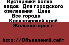 Кустарники более 100 видов. Для городского озеленения › Цена ­ 70 - Все города  »    . Красноярский край,Железногорск г.